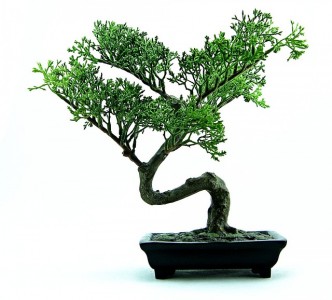bonsai-316573_640